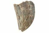 Bargain, Juvenile Carcharodontosaurus Tooth #249429-1
